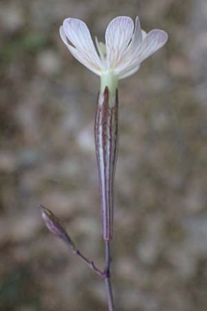 Silene italica \ Italienisches Leimkraut / Italian Campion, Kefalonia/Cephalonia Argostoli 21.4.2024