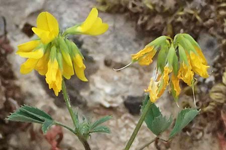 Trigonella balansae \ Balansas Bockshornklee, Kefalonia Komitata 16.4.2024