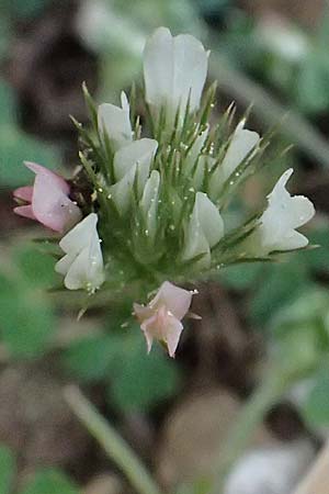 Trifolium stellatum \ Stern-Klee / Starry Clover, Kefalonia/Cephalonia Ainos 18.4.2024