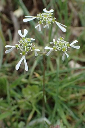 Tordylium apulum \ Apulische Zirmet / Mediterranean Hartwort, Kefalonia/Cephalonia Ainos 24.4.2024