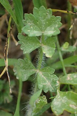 Tordylium apulum \ Apulische Zirmet / Mediterranean Hartwort, Kefalonia/Cephalonia Ainos 24.4.2024