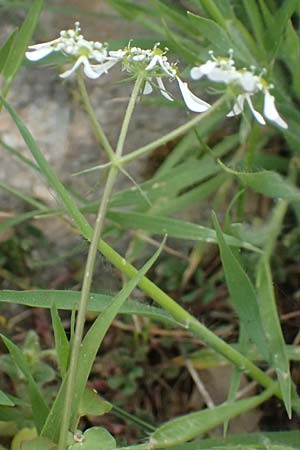 Tordylium apulum \ Apulische Zirmet / Mediterranean Hartwort, Kefalonia/Cephalonia Ainos 24.4.2024