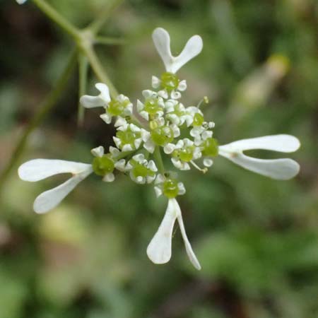 Tordylium apulum \ Apulische Zirmet / Mediterranean Hartwort, Kefalonia/Cephalonia Ainos 24.4.2024