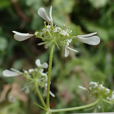 Tordylium apulum \ Apulische Zirmet / Mediterranean Hartwort, Kefalonia/Cephalonia Ainos 24.4.2024