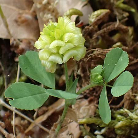 Trifolium campestre \ Gelber Acker-Klee, Feld-Klee / Hop Trefoil, Kefalonia/Cephalonia Old Vlachata 22.4.2024