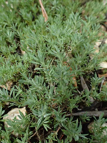 Thymus holosericeus \ Seidenhaariger Thymian, Ionischer Thymian / Ionian Thyme, Kefalonia/Cephalonia  25.4.2024