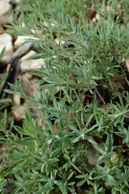 Thymus holosericeus \ Seidenhaariger Thymian, Ionischer Thymian / Ionian Thyme, Kefalonia/Cephalonia  25.4.2024