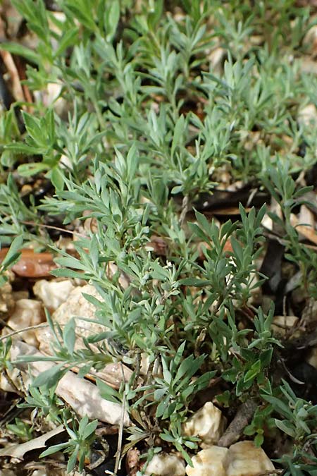 Thymus holosericeus \ Seidenhaariger Thymian, Ionischer Thymian / Ionian Thyme, Kefalonia/Cephalonia  25.4.2024