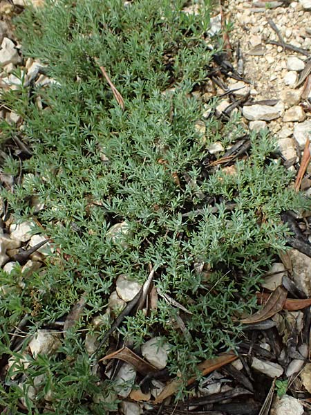 Thymus holosericeus \ Seidenhaariger Thymian, Ionischer Thymian / Ionian Thyme, Kefalonia/Cephalonia  25.4.2024