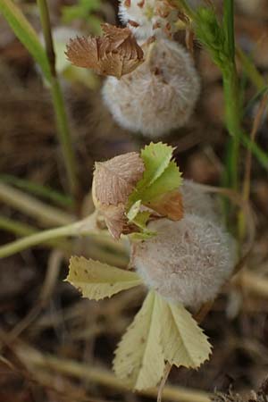 Trifolium physodes \ Geschwollener Klee, Kefalonia Fiskardo 16.4.2024