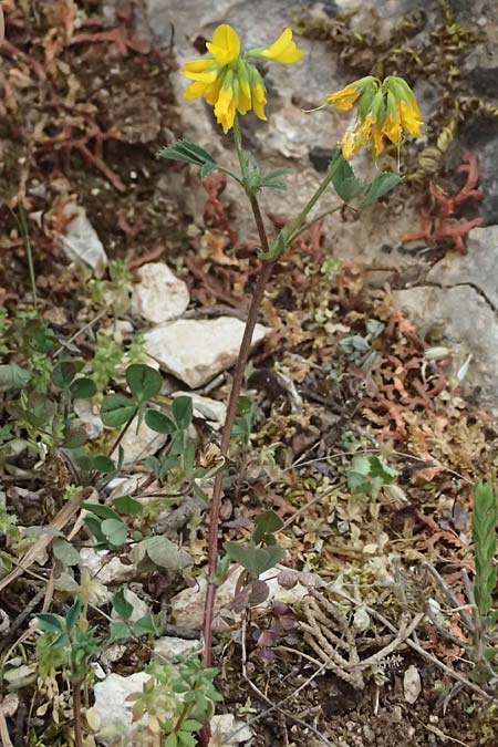 Trigonella balansae \ Balansas Bockshornklee, Kefalonia Komitata 16.4.2024