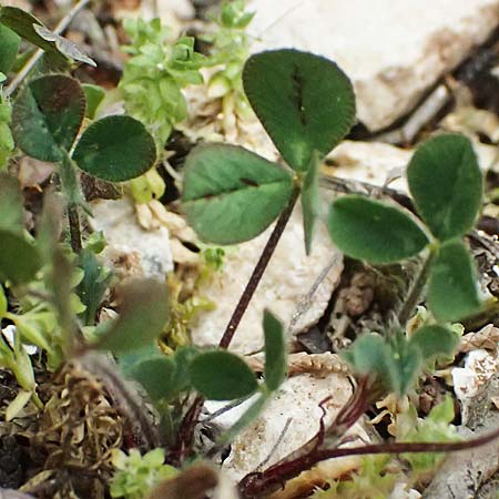 Trigonella balansae \ Balansas Bockshornklee, Kefalonia Komitata 16.4.2024