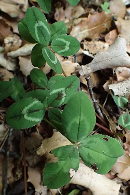 Trifolium physodes \ Geschwollener Klee, Kefalonia Sami 22.4.2024