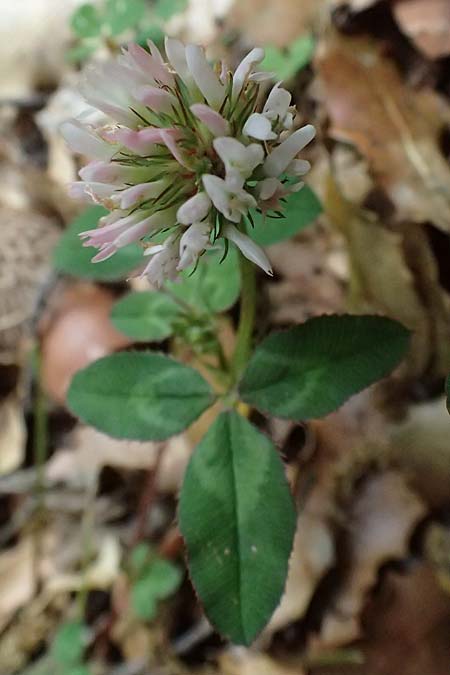 Trifolium physodes \ Geschwollener Klee, Kefalonia Sami 22.4.2024
