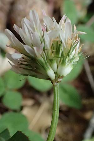 Trifolium physodes \ Geschwollener Klee, Kefalonia Sami 22.4.2024