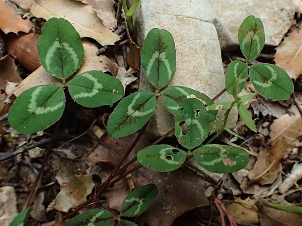 Trifolium physodes \ Geschwollener Klee, Kefalonia Sami 22.4.2024