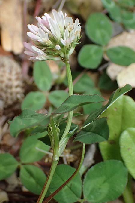 Trifolium physodes \ Geschwollener Klee, Kefalonia Sami 22.4.2024