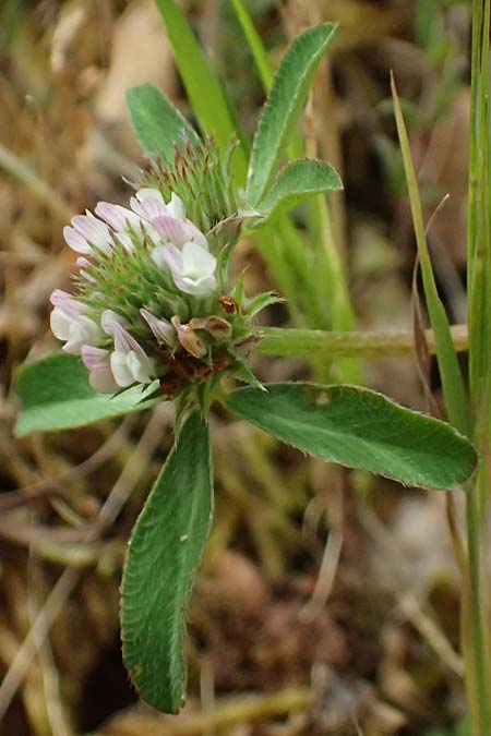 Trifolium squarrosum \ Sparriger Klee / Squarrose Clover, Kefalonia/Cephalonia Old Vlachata 22.4.2024