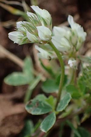 Trifolium nigrescens \ Schwarzwerdender Klee / Small White Clover, Ball Clover, Kefalonia/Cephalonia Old Vlachata 22.4.2024