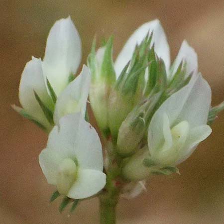 Trifolium nigrescens \ Schwarzwerdender Klee / Small White Clover, Ball Clover, Kefalonia/Cephalonia Old Vlachata 22.4.2024