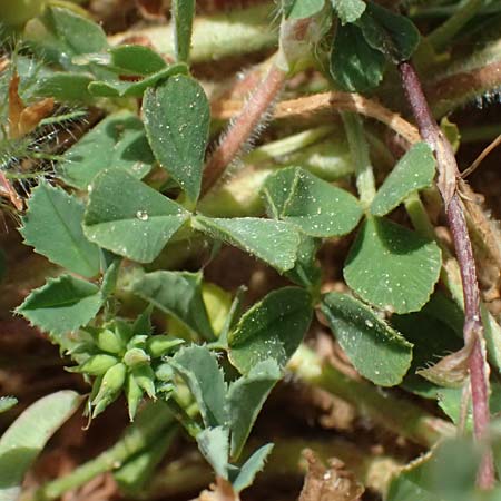Trifolium cherleri \ Cherlers Klee / Cherler's Clover, Hairy Clover, Kefalonia/Cephalonia Kap Mounda 17.4.2024