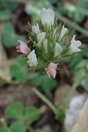 Trifolium stellatum \ Stern-Klee / Starry Clover, Kefalonia/Cephalonia Ainos 18.4.2024