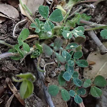 Trifolium stellatum \ Stern-Klee / Starry Clover, Kefalonia/Cephalonia Ainos 18.4.2024
