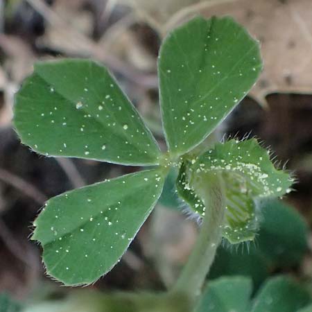 Trifolium stellatum \ Stern-Klee / Starry Clover, Kefalonia/Cephalonia Ainos 18.4.2024