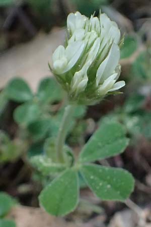 Trifolium stellatum \ Stern-Klee / Starry Clover, Kefalonia/Cephalonia Ainos 18.4.2024