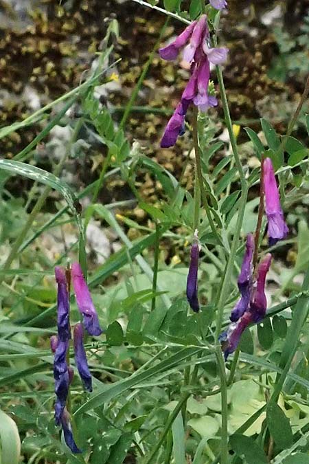 Vicia villosa subsp. microphylla \ Kleinbl&auml;ttige Wicke / Small-Leaved Fodder Vetch, Kefalonia/Cephalonia Komitata 16.4.2024