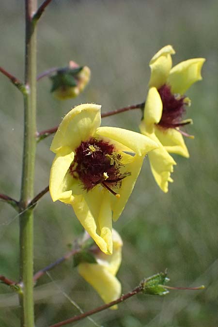 Verbascum blattaria \ Schabenkraut-Knigskerze, Schaben-Knigskerze / Moth Mullein, Kefalonia/Cephalonia Livadi 15.4.2024