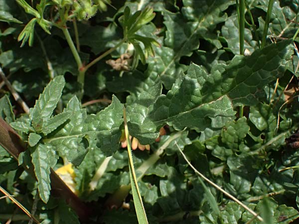 Verbascum blattaria \ Schabenkraut-Knigskerze, Schaben-Knigskerze / Moth Mullein, Kefalonia/Cephalonia Livadi 15.4.2024