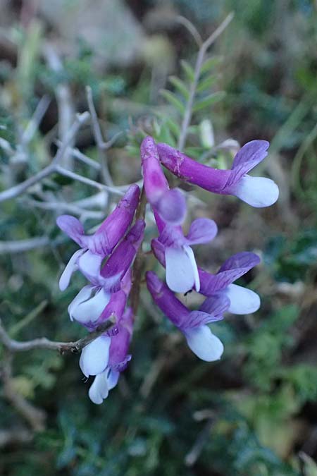 Vicia villosa subsp. microphylla \ Kleinbl&auml;ttige Wicke / Small-Leaved Fodder Vetch, Kefalonia/Cephalonia Ainos 24.4.2024