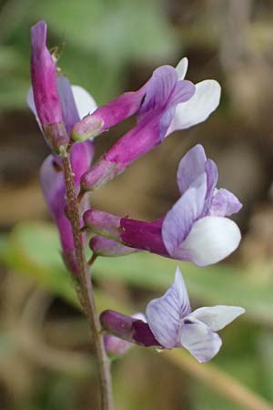 Vicia villosa subsp. microphylla \ Kleinbl&auml;ttige Wicke / Small-Leaved Fodder Vetch, Kefalonia/Cephalonia Agia Evfimia 16.4.2024