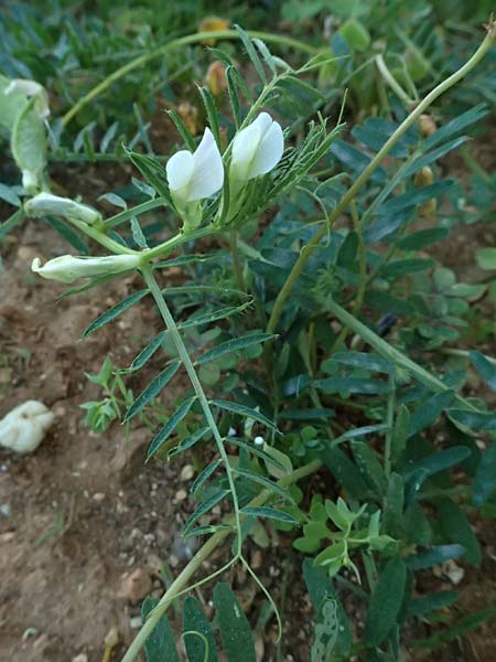 Vicia pannonica subsp. pannonica ? \ Ungarische Wicke, Kefalonia Argostoli 14.4.2024