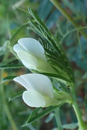Vicia pannonica subsp. pannonica ? \ Ungarische Wicke, Kefalonia Argostoli 14.4.2024