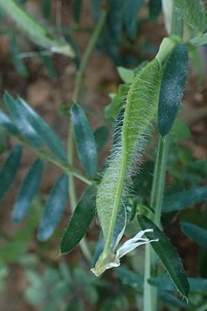 Vicia pannonica subsp. pannonica ? \ Ungarische Wicke, Kefalonia Argostoli 14.4.2024