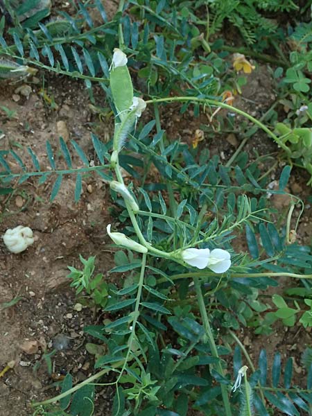 Vicia pannonica subsp. pannonica ? \ Ungarische Wicke, Kefalonia Argostoli 14.4.2024