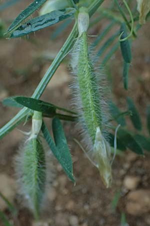 Vicia pannonica subsp. pannonica ? \ Ungarische Wicke, Kefalonia Argostoli 14.4.2024