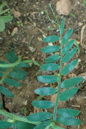 Vicia pannonica subsp. pannonica ? \ Ungarische Wicke, Kefalonia Argostoli 14.4.2024