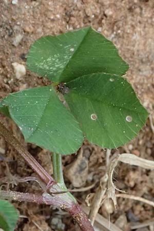 Trifolium nigrescens \ Schwarzwerdender Klee, Kefalonia Argostoli 19.4.2024