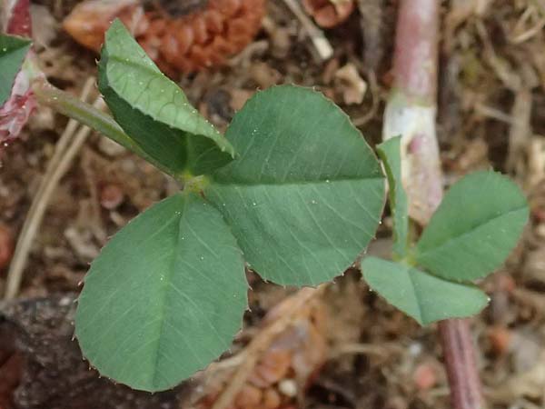 Trifolium nigrescens \ Schwarzwerdender Klee, Kefalonia Argostoli 19.4.2024
