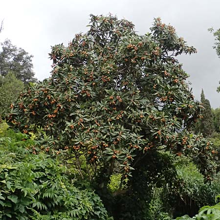 Rhaphiolepis bibas \ Japanische Wollmispel / Loquat, Kefalonia/Cephalonia Paralia Trapezaki 21.4.2024