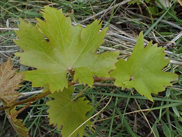 Vitis spec1 ? \ Weinrebe, Kefalonia Paralia Thomas 21.4.2024