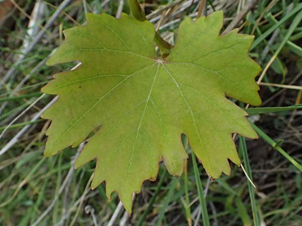 Vitis spec1 ? \ Weinrebe, Kefalonia Paralia Thomas 21.4.2024