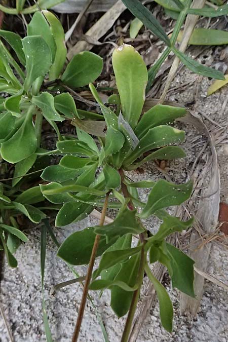 Dimorphotheca ecklonis / Cape Marguerite, African Daisy, Cephalonia Paralia Thomas 21.4.2024