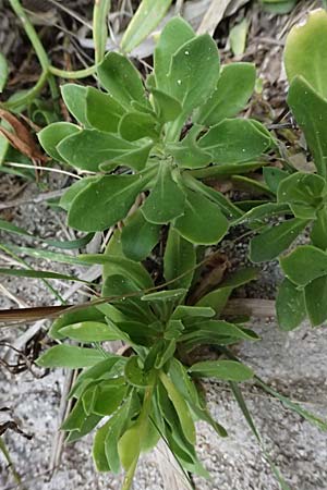 Dimorphotheca ecklonis / Cape Marguerite, African Daisy, Cephalonia Paralia Thomas 21.4.2024