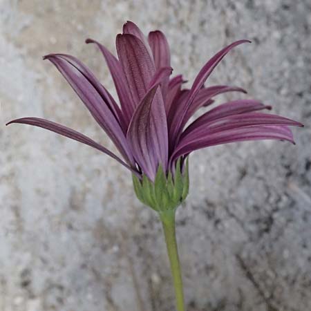 Dimorphotheca ecklonis / Cape Marguerite, African Daisy, Cephalonia Paralia Thomas 21.4.2024