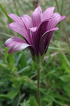 Dimorphotheca ecklonis / Cape Marguerite, African Daisy, Cephalonia Paralia Thomas 21.4.2024