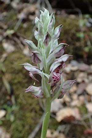 Anacamptis coriophora subsp. fragrans \ Wohlriechendes Knabenkraut, Kefalonia,  Paralia Trapezaki 21.4.2024 